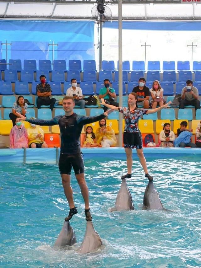 โชว์โลมาภูเก็ต 🐬