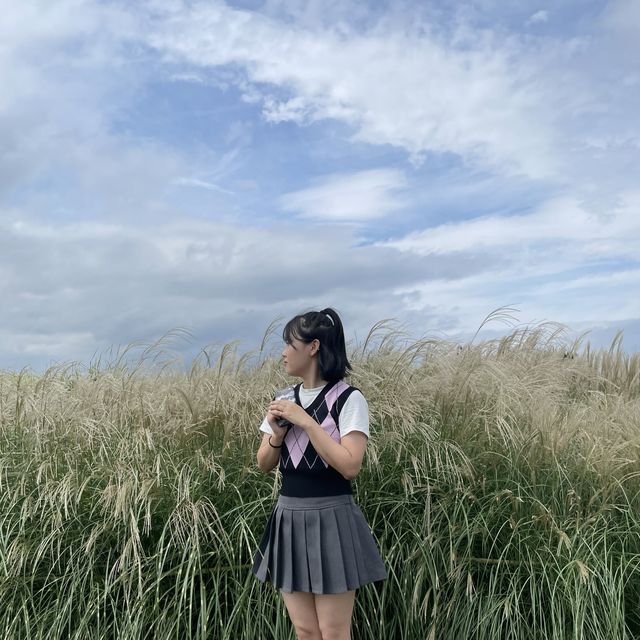 경주 핑크뮬리