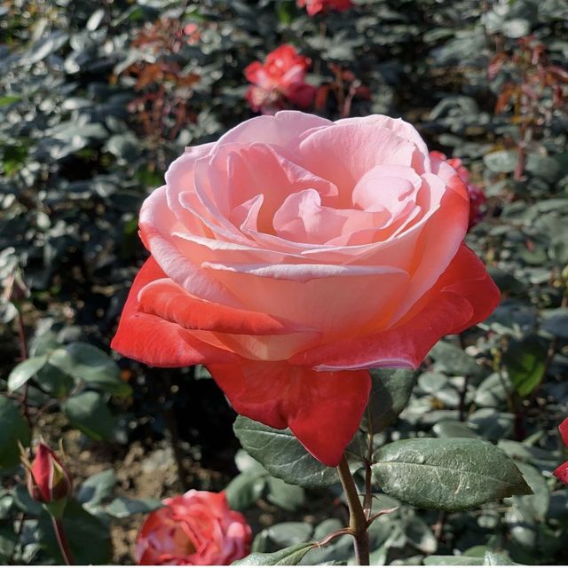 Zijing Park - International Rose Garden