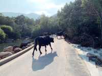 西貢行山路線 黃石碼頭➡️海下
