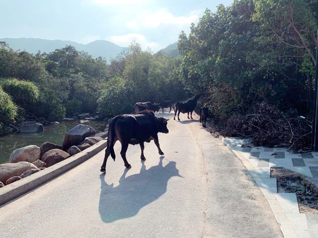 西貢行山路線 黃石碼頭➡️海下