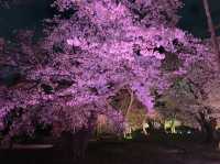 京都　SAKURA 桜めぐり❗️二条城のライトアップされた夜桜に感動❗️