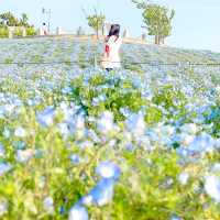 ネモフィラ畑見に行くなら大阪まいしまシーサイドパークへ🙋‍♂️🙋‍♀️