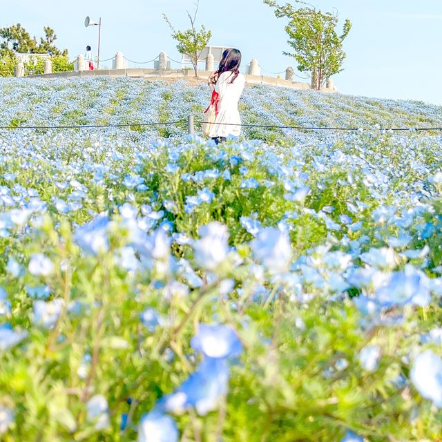 ネモフィラ畑見に行くなら大阪まいしまシーサイドパークへ🙋‍♂️🙋‍♀️
