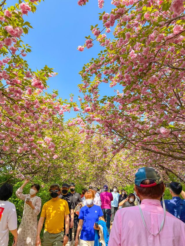 전주 '완산칠봉꽃동산' 겹벚꽃 만개