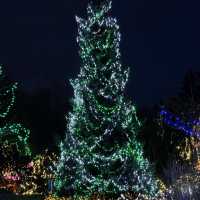 Christmas lights festival at the botanical gardens 
