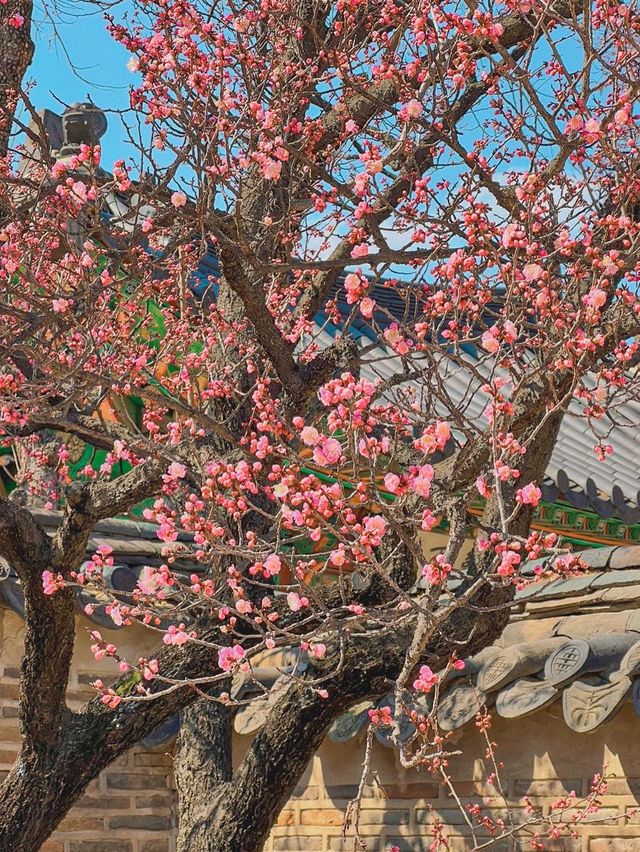 창덕궁에 핀 홍매화🌸💓