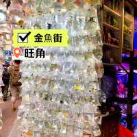 ［金魚街］- 🐠老少咸宜🐢😃