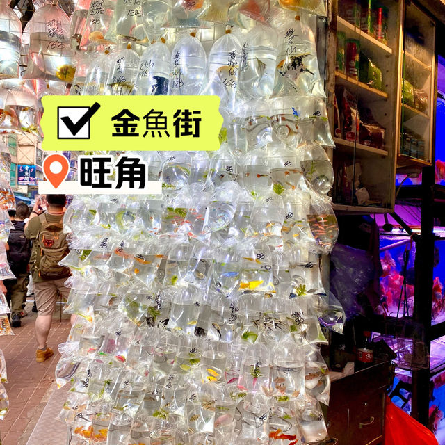 ［金魚街］- 🐠老少咸宜🐢😃