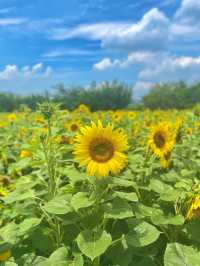 7월에 피는 가장 예쁜 꽃 해바라기🌻보러 안성팜랜드로 오세요💛