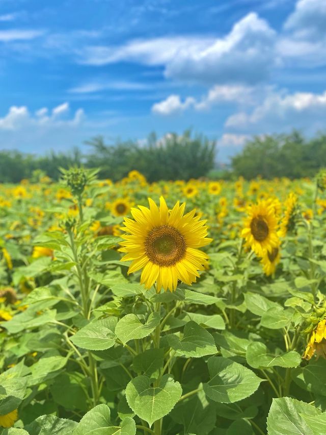 7월에 피는 가장 예쁜 꽃 해바라기🌻보러 안성팜랜드로 오세요💛