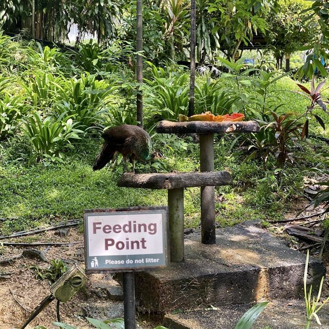 Great time at Kl Bird park 