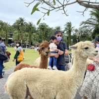 新竹綠世界 又跑又跳 超近距離看動物 小孩放風好地方