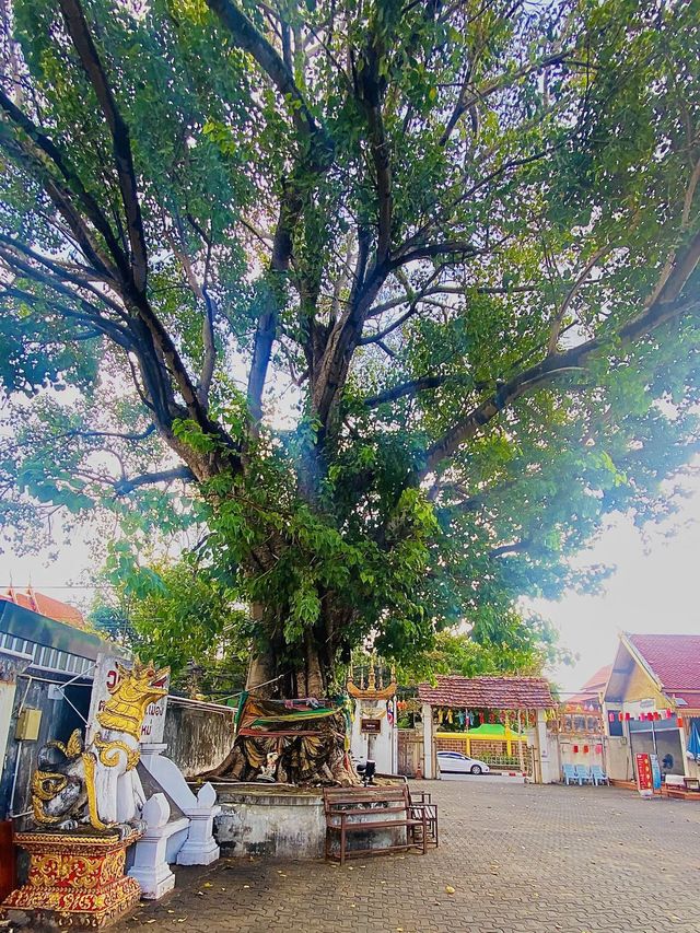 ไหว้พระ นวดแผนไทย | วัดสำเภา | เชียงใหม่