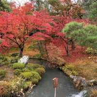 京都紅葉2022 天龍寺の紅葉