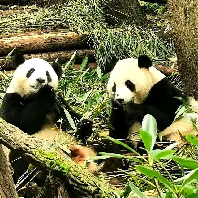 Giant Panda Research Base in Chengdu