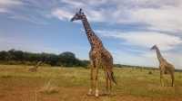 3 Days Masai Mara / Amboseli National Park