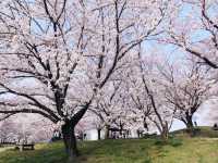 Cherry blossom season near my home.