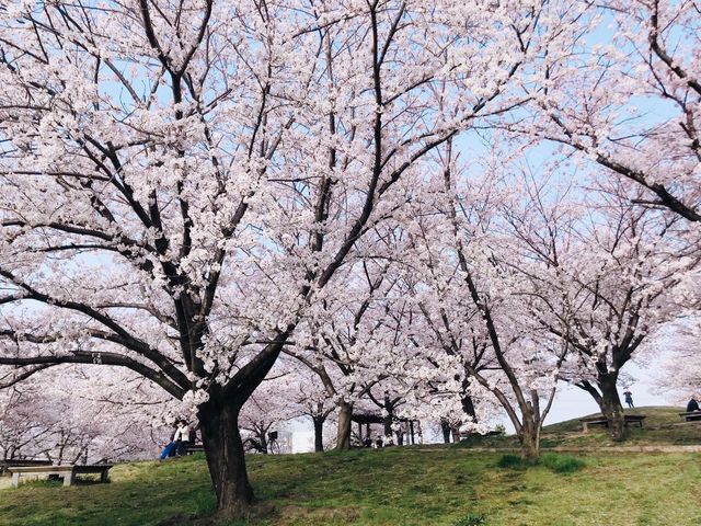 Cherry blossom season near my home.