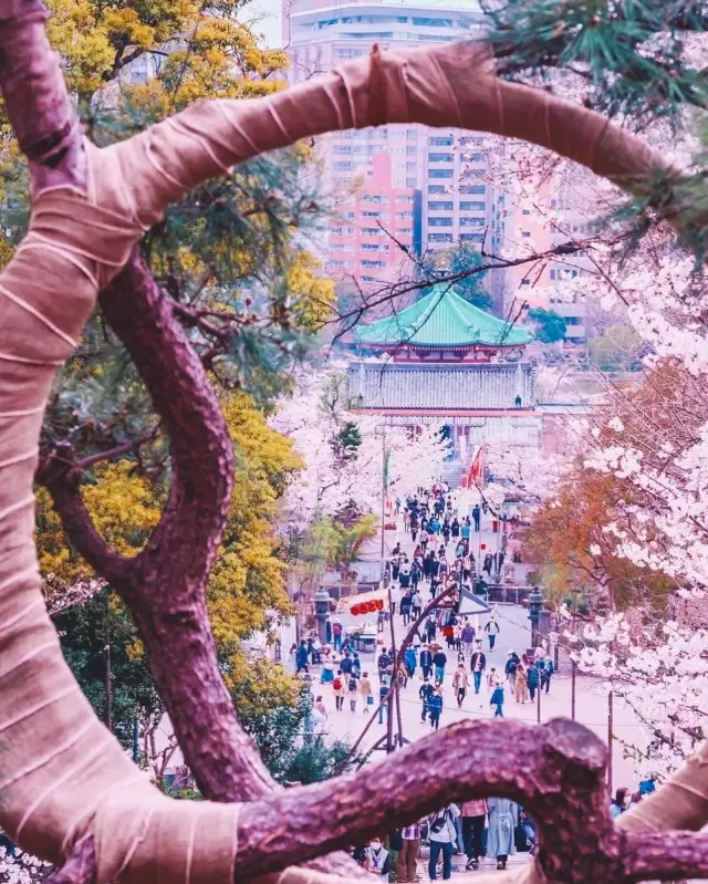 In 2023, continue the cherry blossom fate in Japan with the most comprehensive cherry blossom viewing guide!