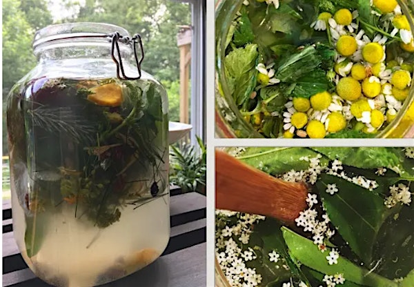 Family-Friendly Wild Soda Making with Lacey Walker | Fox Haven Organic Farm & Learning Center