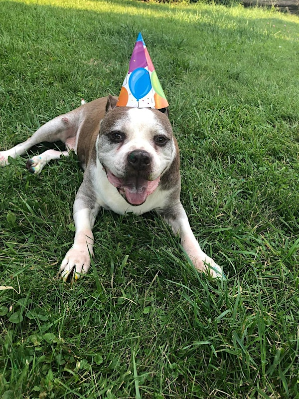 Barking Bingo! In Memory Of Sweet Cheeks | American Slovak Club