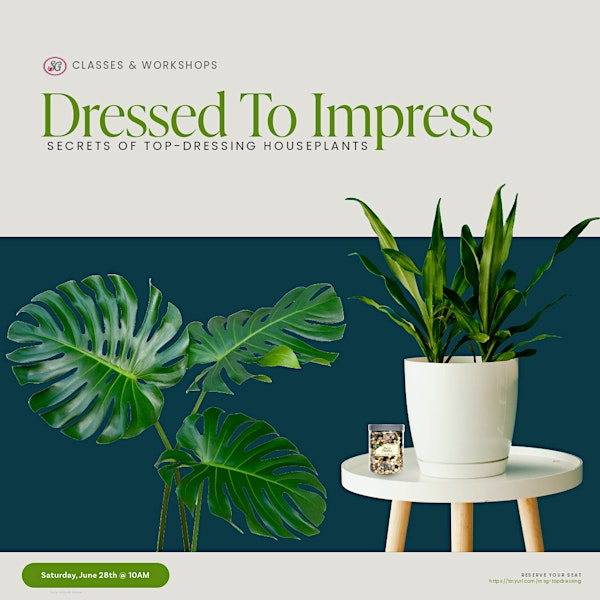 Dressed To Impress: Secrets of Top-Dressing Houseplants | 1983 Main St E
