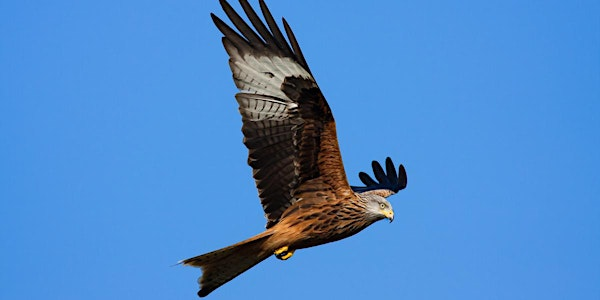 An Introduction to Raptors - The Burgh, Arundel (100337045) | Burpham Village Hall & Recreation Ground, West Sussex
