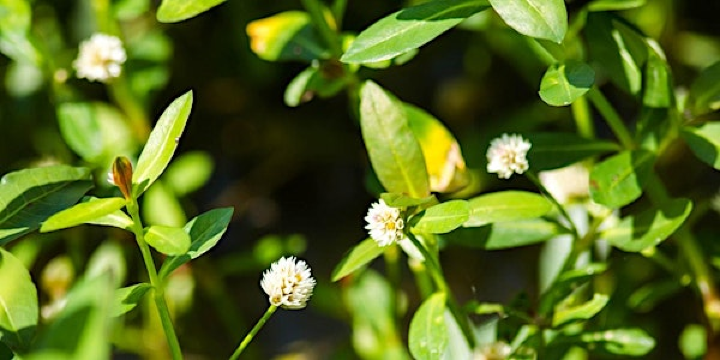 2026 NC IPC Symposium | North Carolina Botanical Garden, Old Mason Farm Road, Chapel Hill, NC, USA