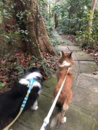 🐕🐾 hiking with your furkids
