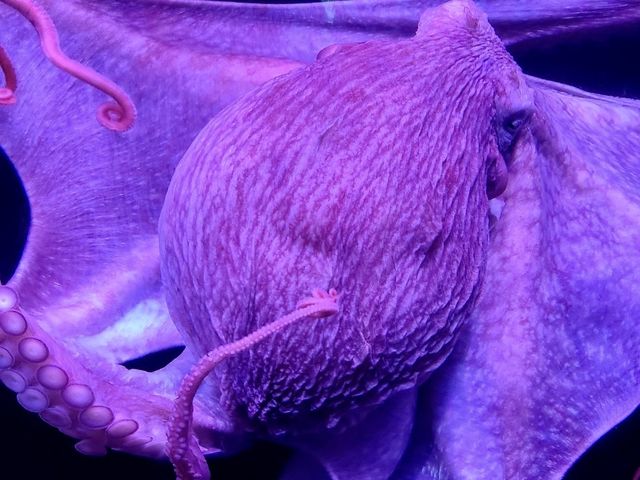 【東京】池袋の水族館！サンシャイン水族館