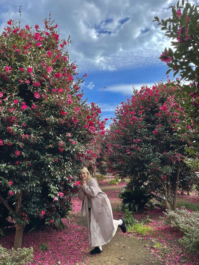 레드카펫 깔려있는 제주 동백 명소🌺