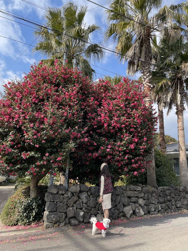 동백은 역시 서귀포 위미🌺