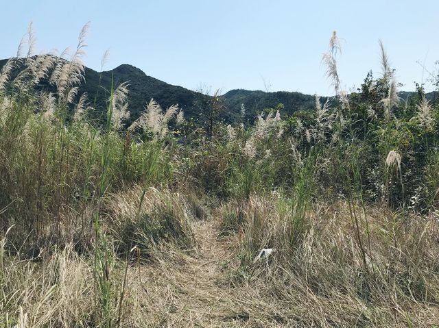 大欖郊野公園