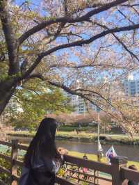 🌸 벛꽃나라 “온천천” 🌸