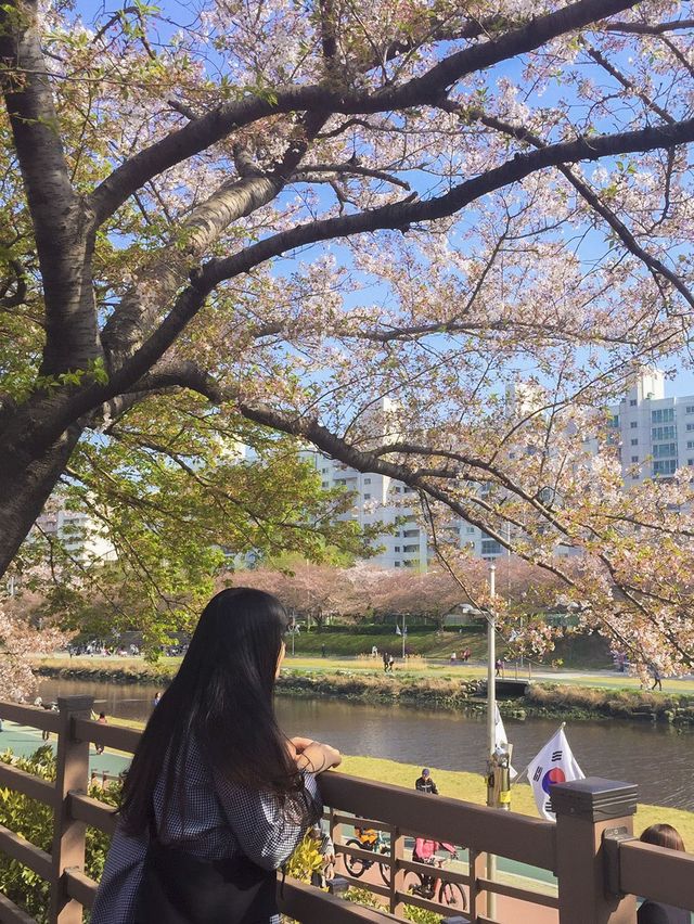 🌸 벛꽃나라 “온천천” 🌸