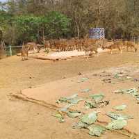 Bangladesh Dhaka International zoo 