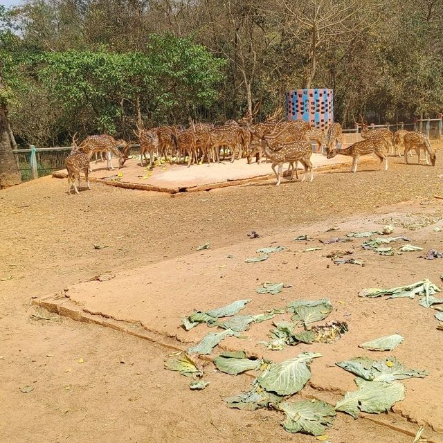 Bangladesh Dhaka International zoo 