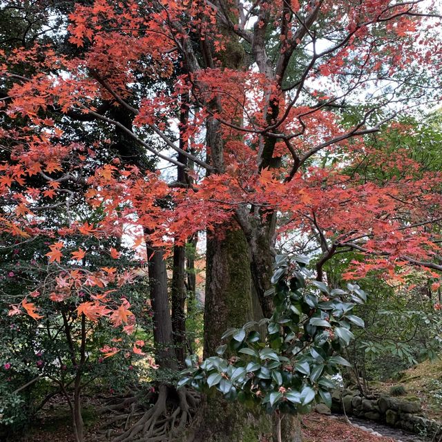 秋の兼六園