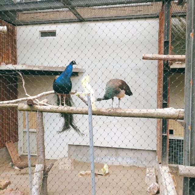 旭山動物園　クジャク舎&にわとり・アヒル舎