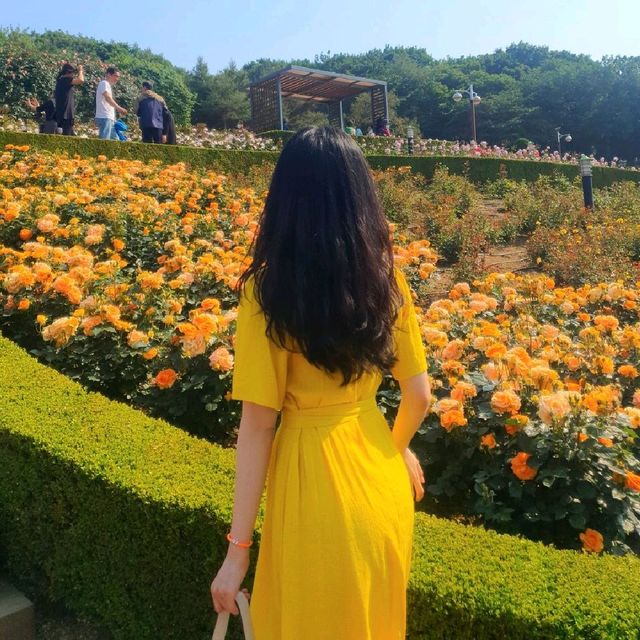 부천 도당산 백만송이 장미축제🌹