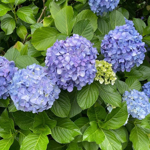 紫陽花の聖地！？〜箱根湯本〜