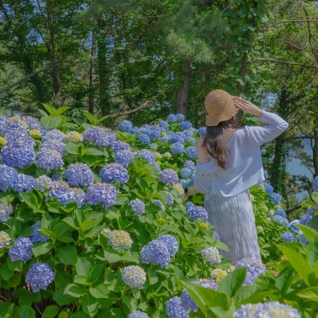 💙카페와 함께 수국을 즐길 수 있는 [거제도, 썬트리팜]