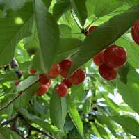 時間無制限😳豊富な種類のさくらんぼ狩🍒