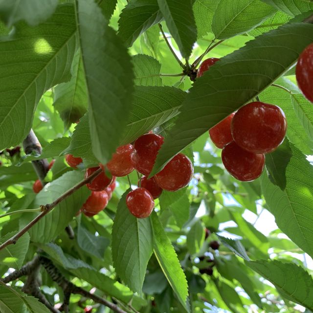 時間無制限😳豊富な種類のさくらんぼ狩🍒