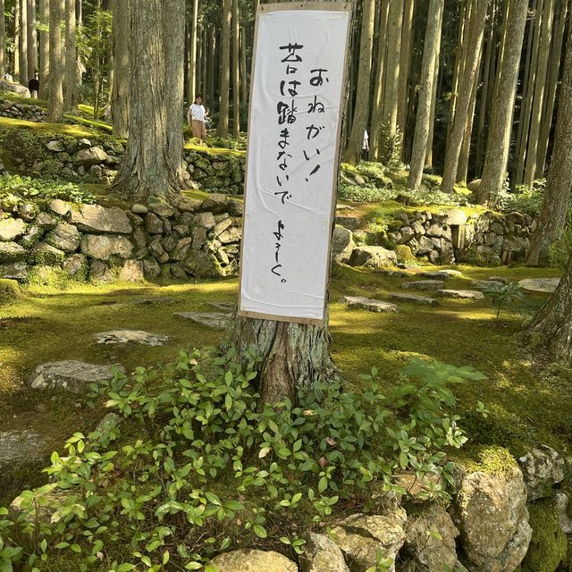 【まるでジブリの世界！こけむしろ】