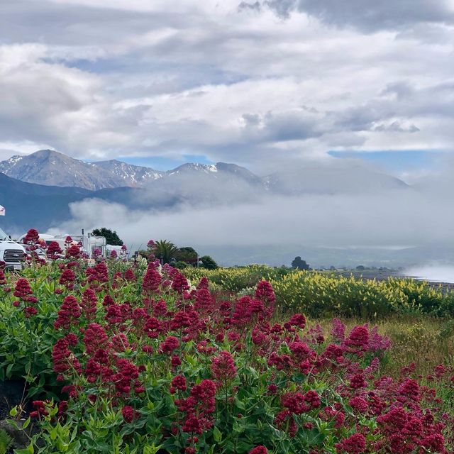 Last weekend at Kaikōura 