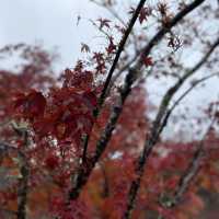 日本貴族的別苑所在地 – 京都嵐山(竹林道和龜山公園)