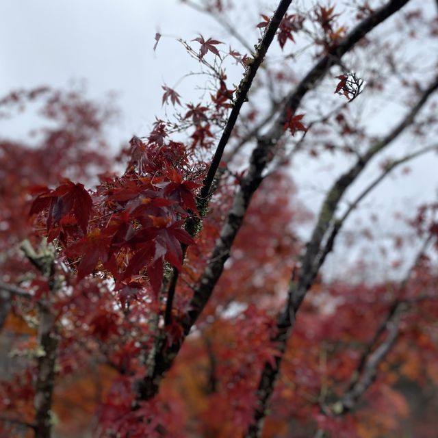 日本貴族的別苑所在地 – 京都嵐山(竹林道和龜山公園)