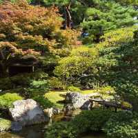 京都御所の御池の鯉